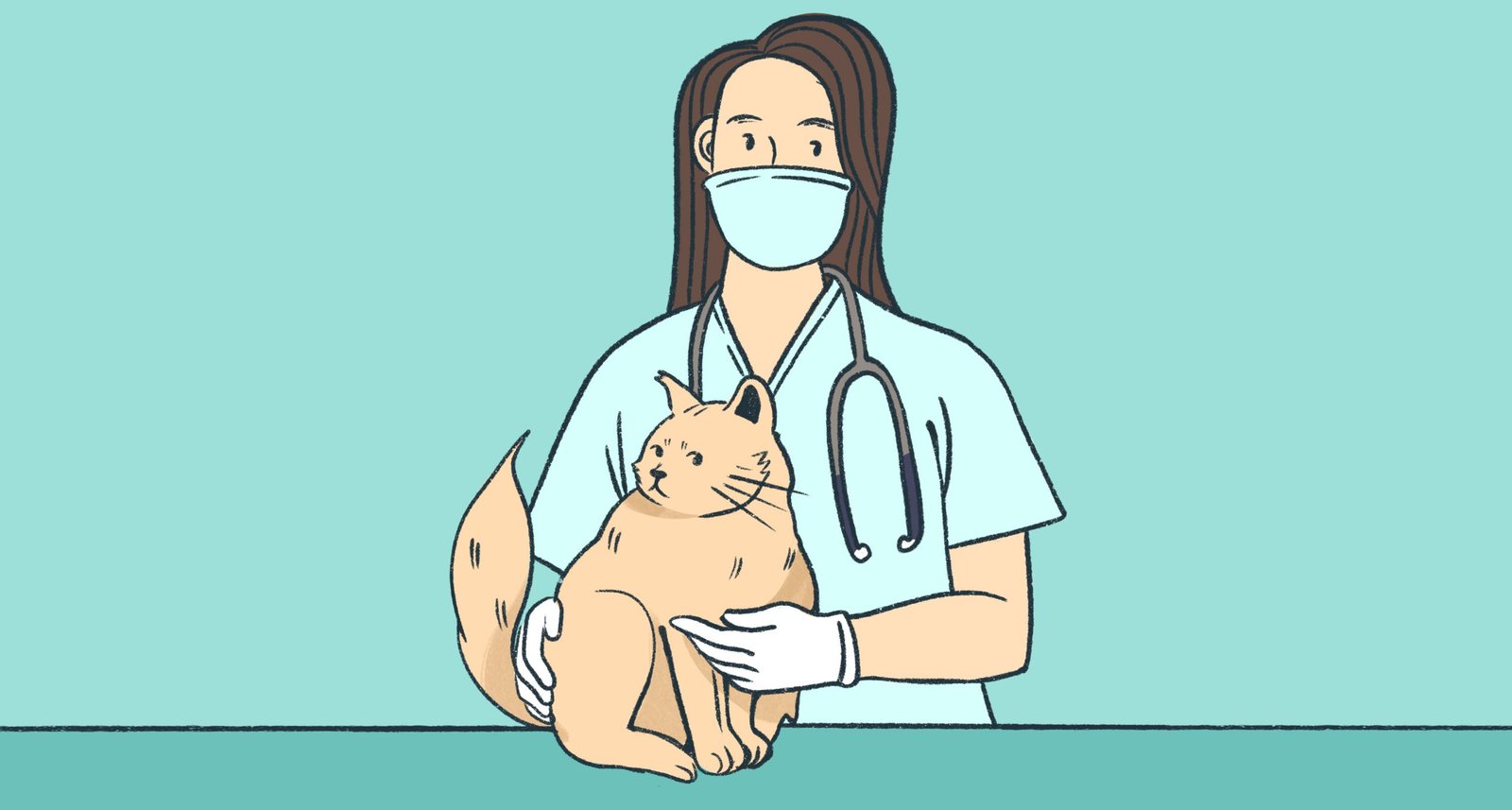 cat life expectancy cat life expectancy vet