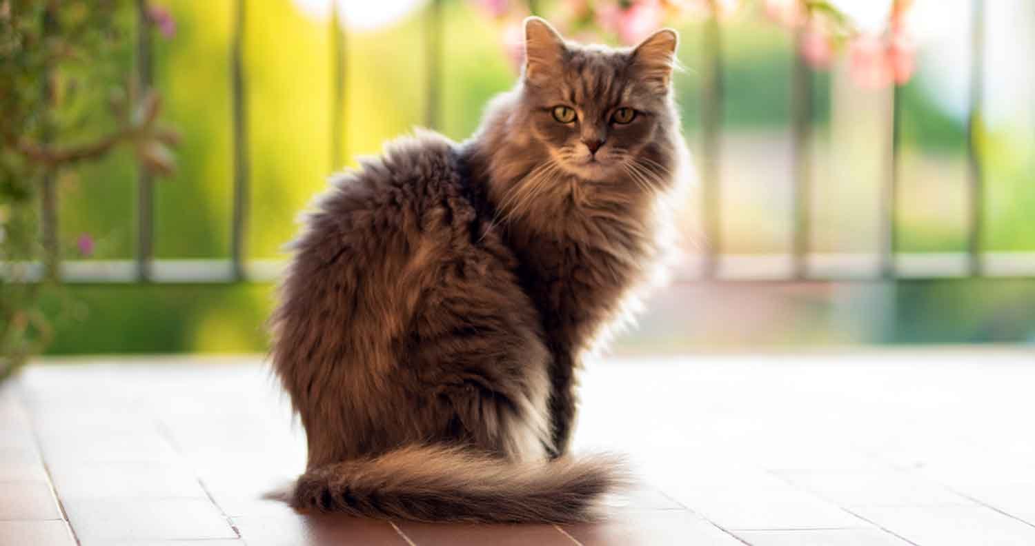 cat safe balcony cat safe balcony