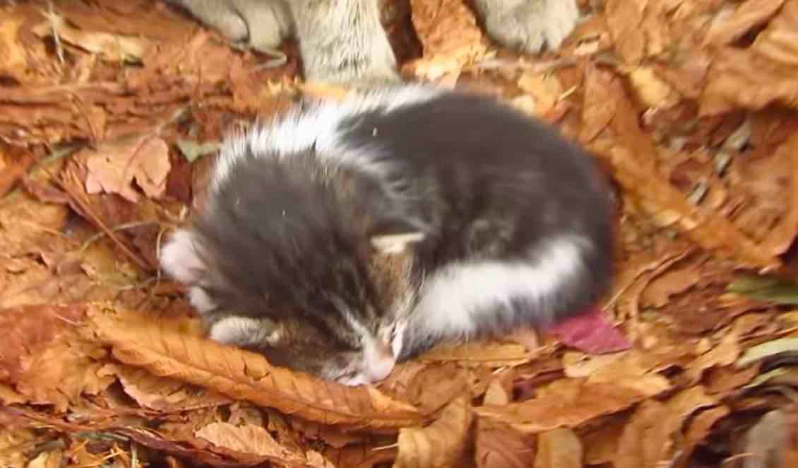 chestnut-3 chestnut-3