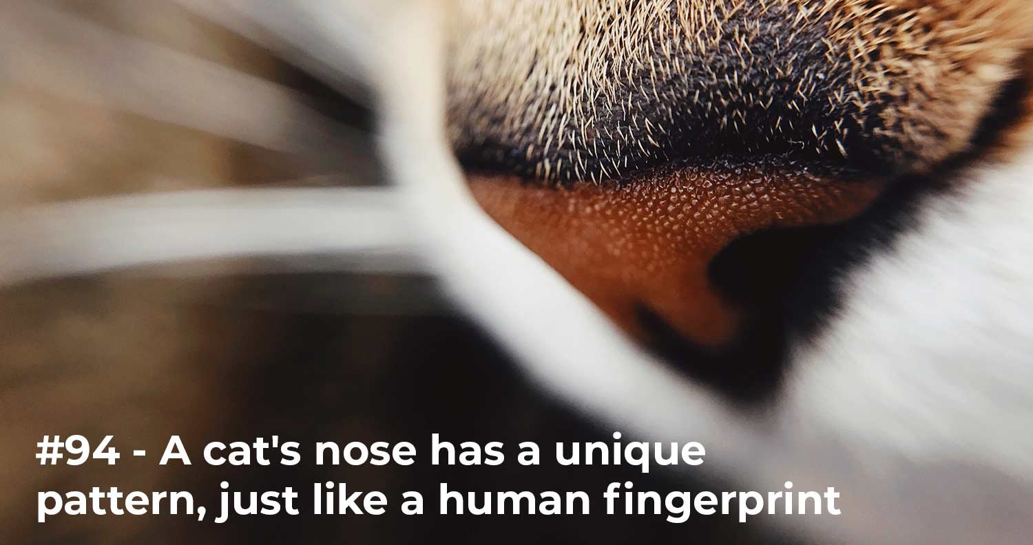 facts about cats facts about cats nose