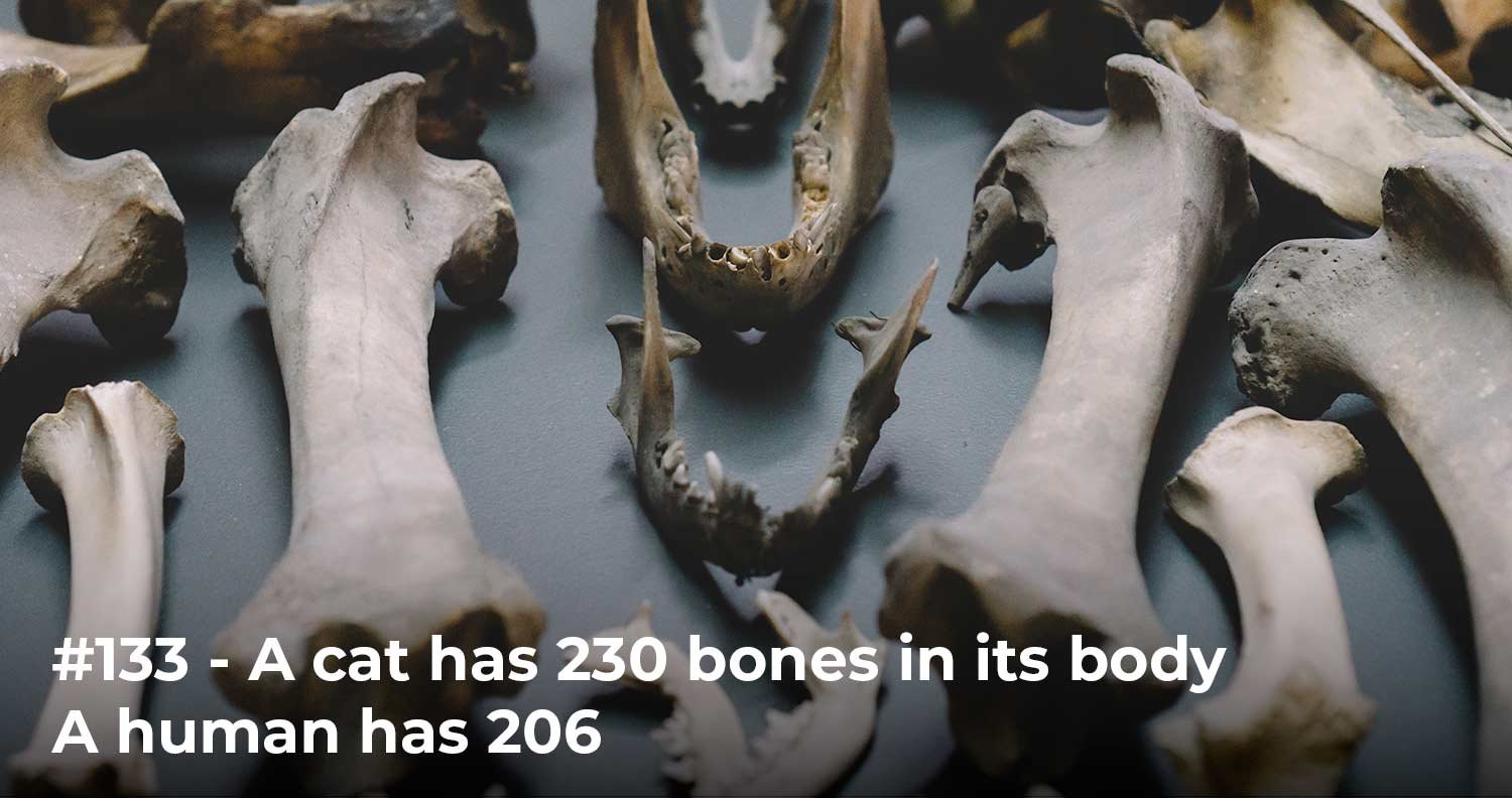 fun cat facts fun cat facts bones