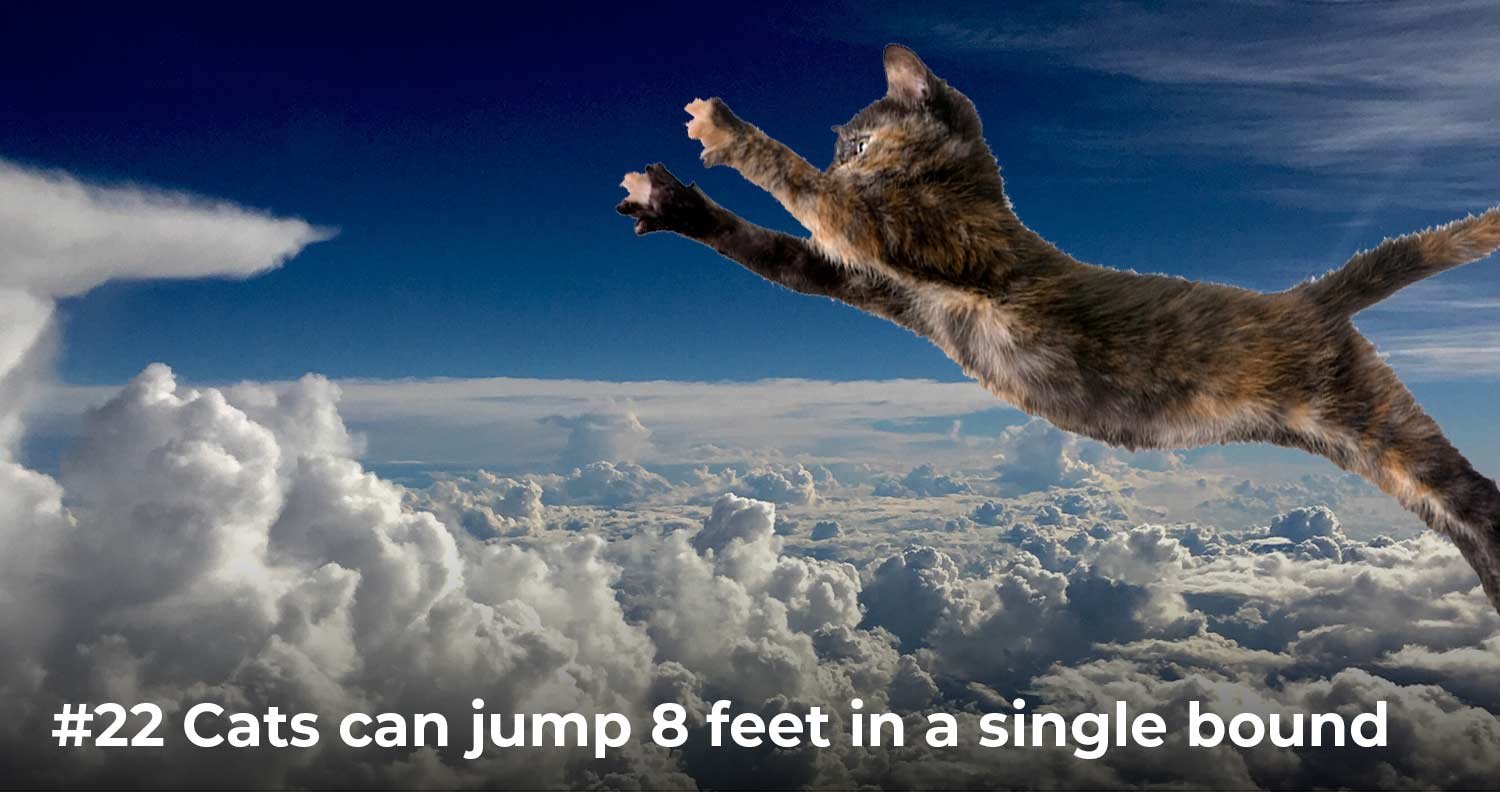 fun facts about cats fun facts about cats