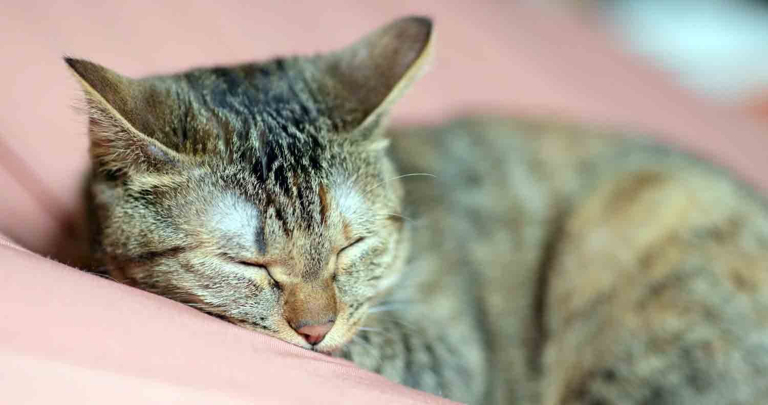 Cat-care-sleeping-between-legs tabby cat asleep on bed pillow