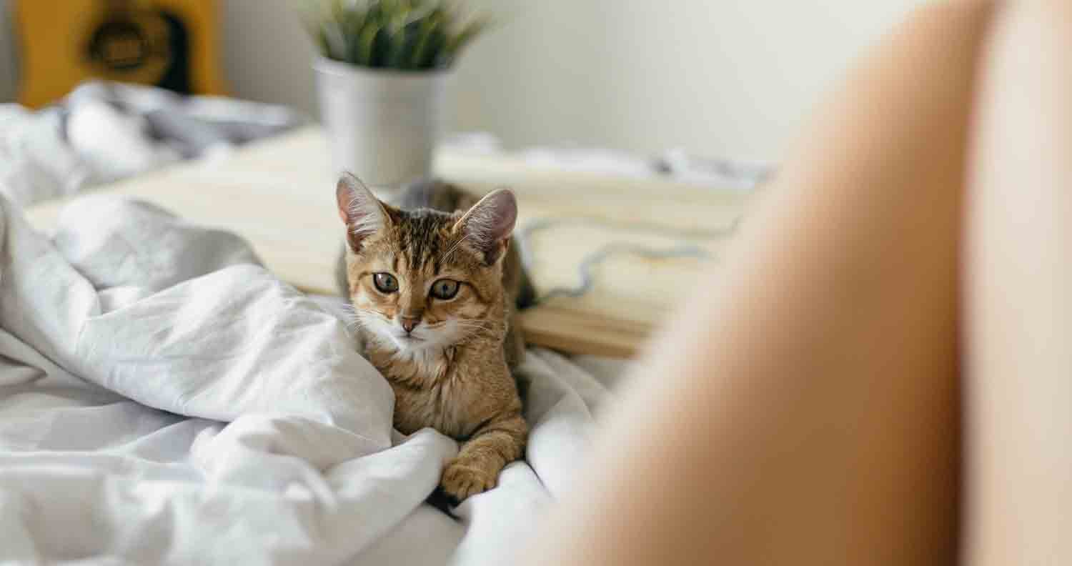 Cat-sleeps-at-feet-for-protection cat sitting at bottom of bed
