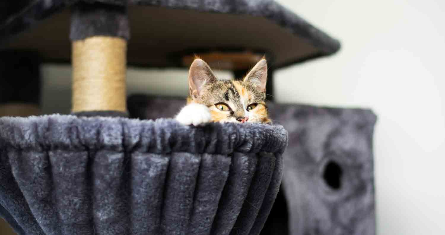 cat tree cat poking head over cat hammock