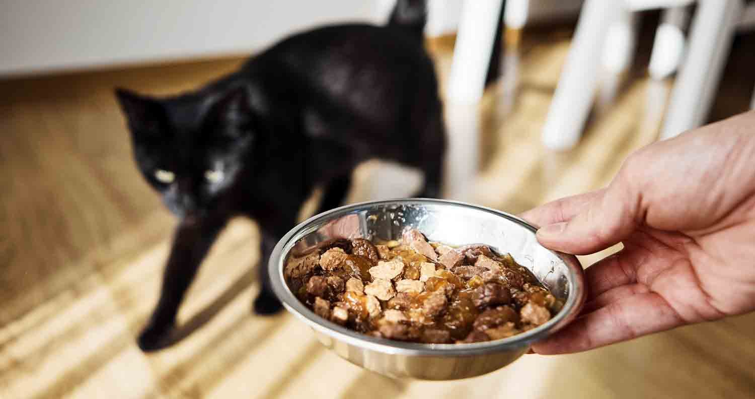 best limited ingredient cat food black cat eating cat food