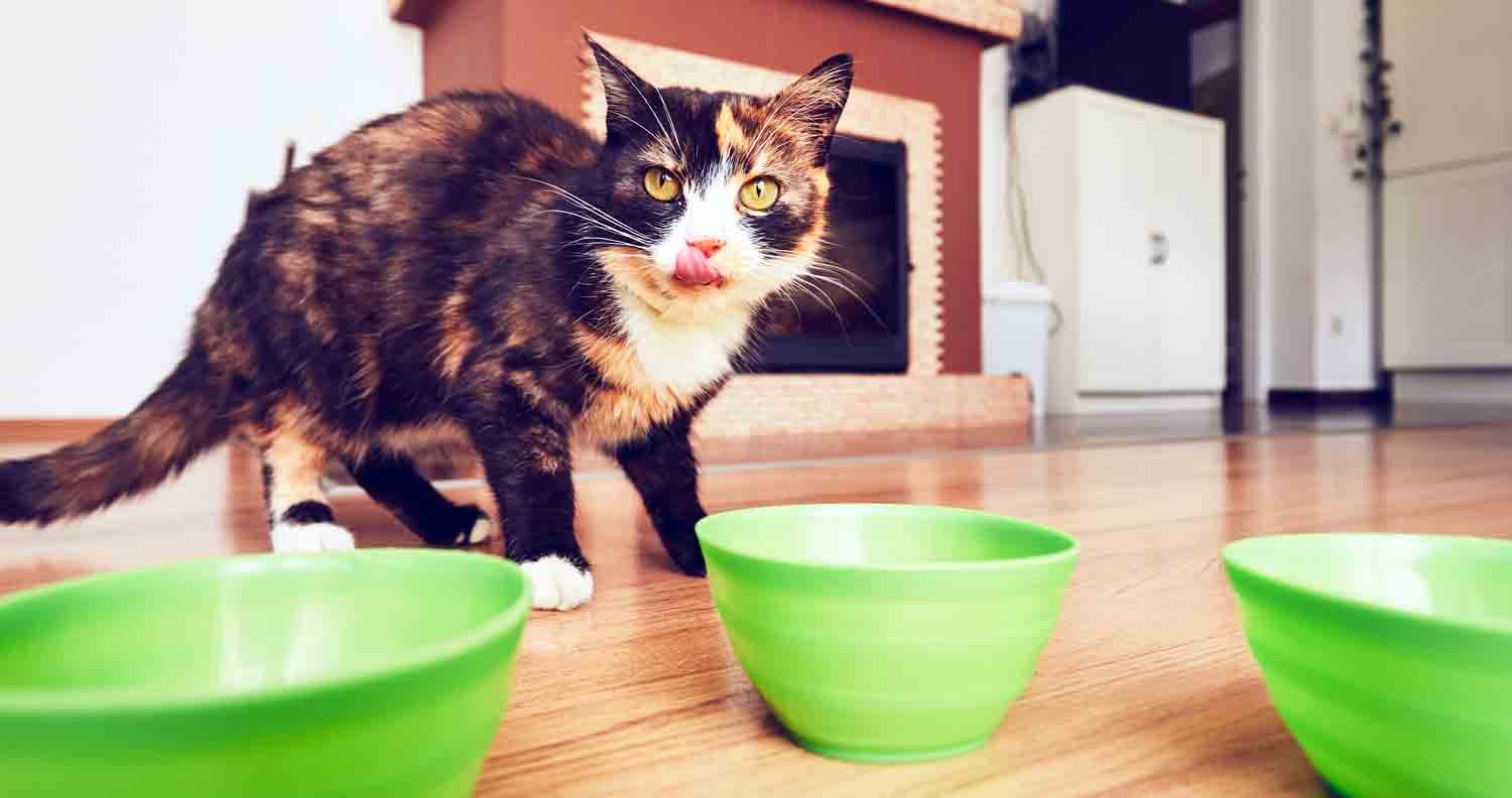 Cats-nutrition-limited-ingredient-food limited-ingredient-food-cat-nutrition