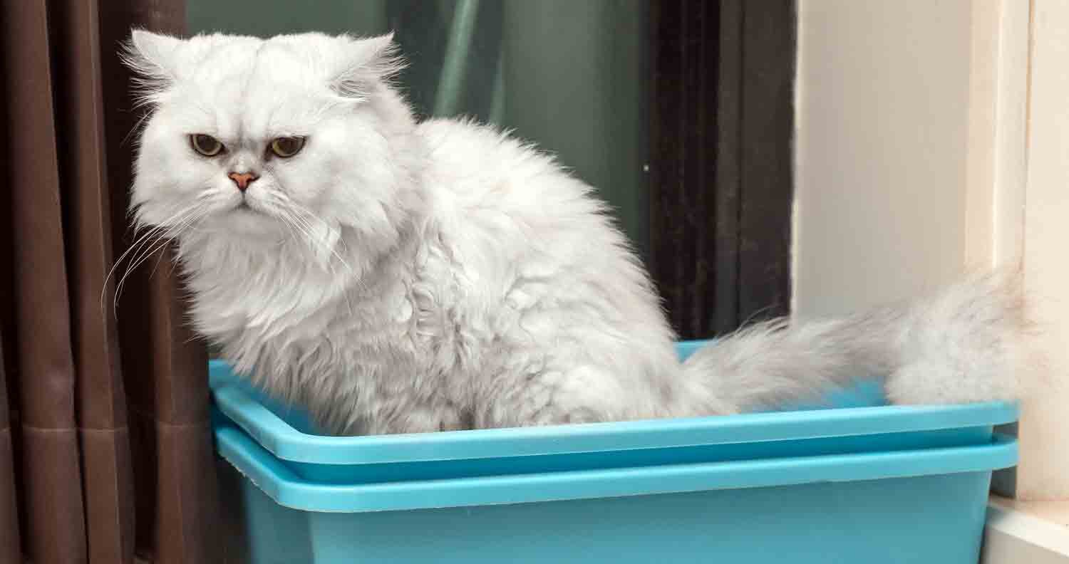 cat food for constipation cat using litter box after eating cat food for constipation