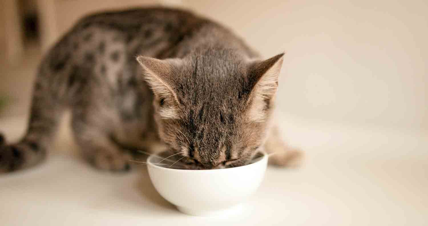 best limited ingredient cat food kitten eating best limited ingredient cat food