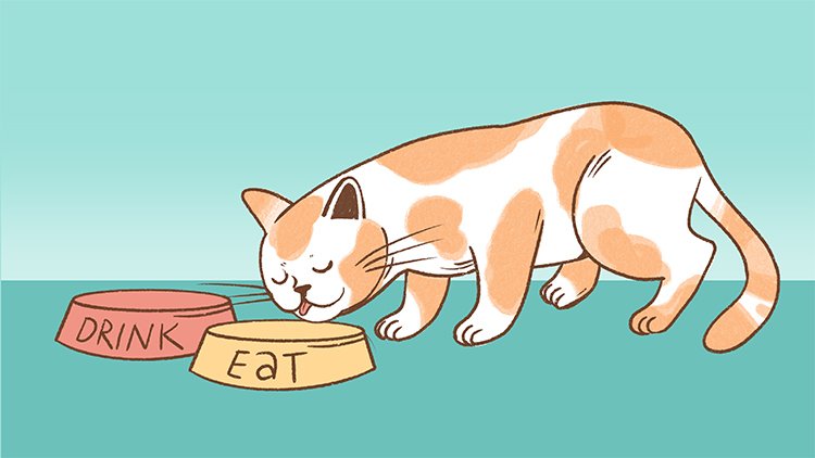 best-wet-food-for-cats best wet food for cats