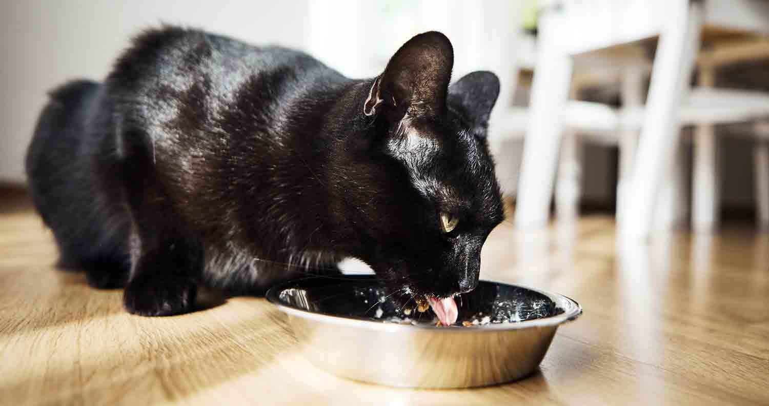Alternative picks for Best Kidney Disease Cat Food Alternative picks for Best Kidney Disease Cat Food