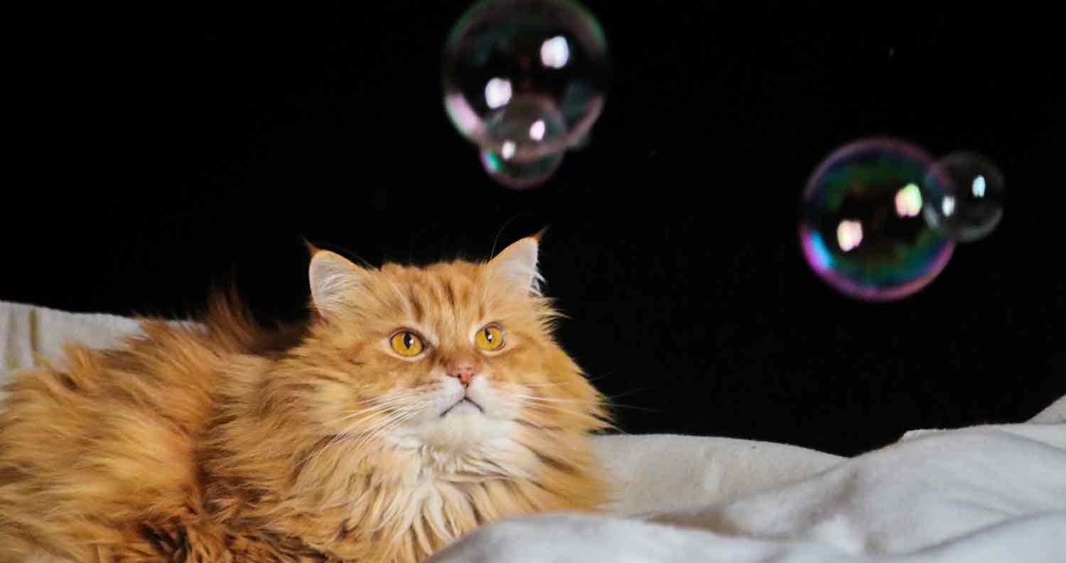 Catnip-bubbles Catnip bubbles