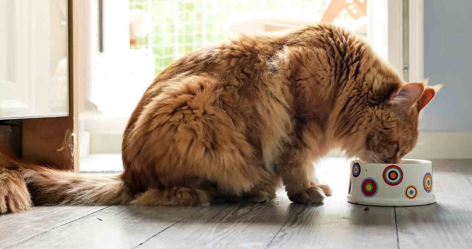 Feeding a Cat with Kidney Disease Feeding a Cat with Kidney Disease