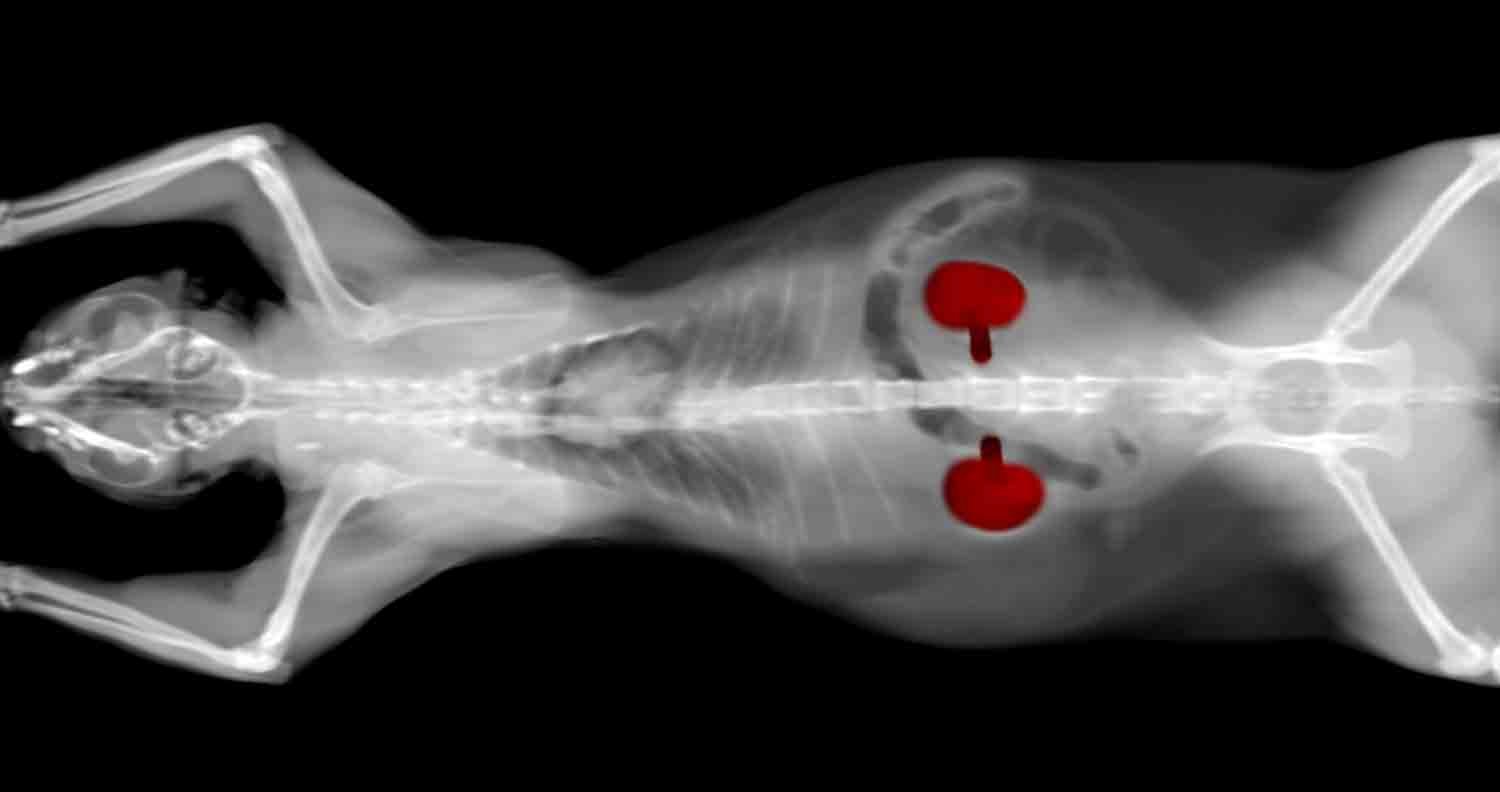 Kidney Disease in Cats Kidney Disease in Cats