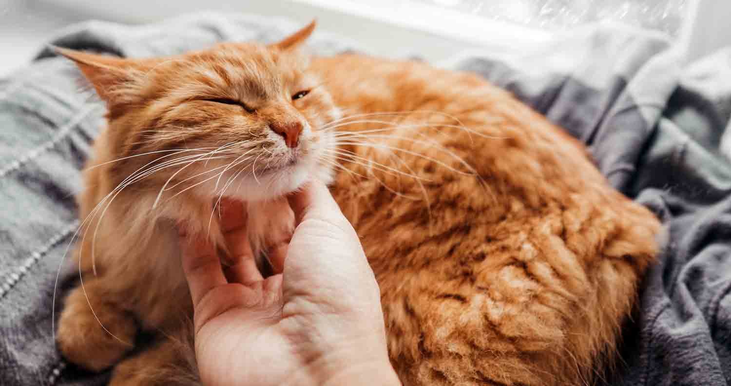 My cat purrs all the time My cat purrs all the time