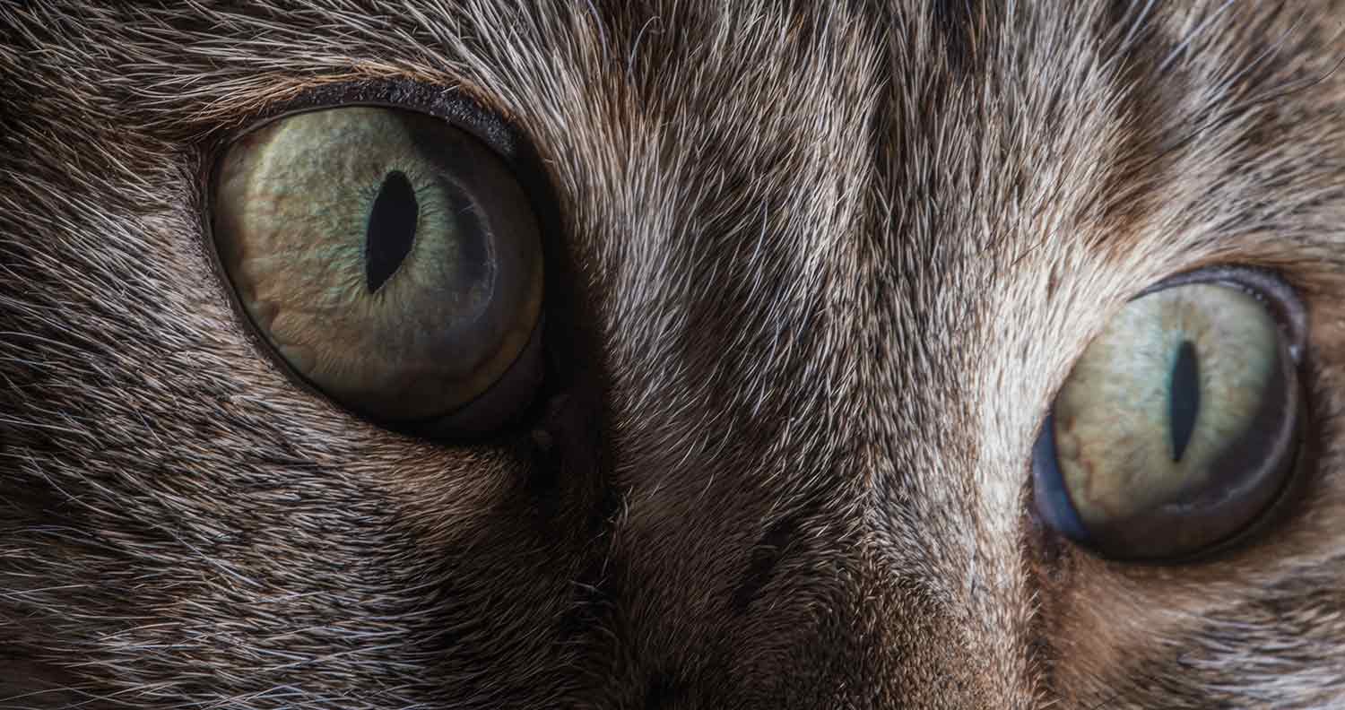 Why-Does-My-Cat-Have-Eye-Boogers Why Does My Cat Have Eye Boogers