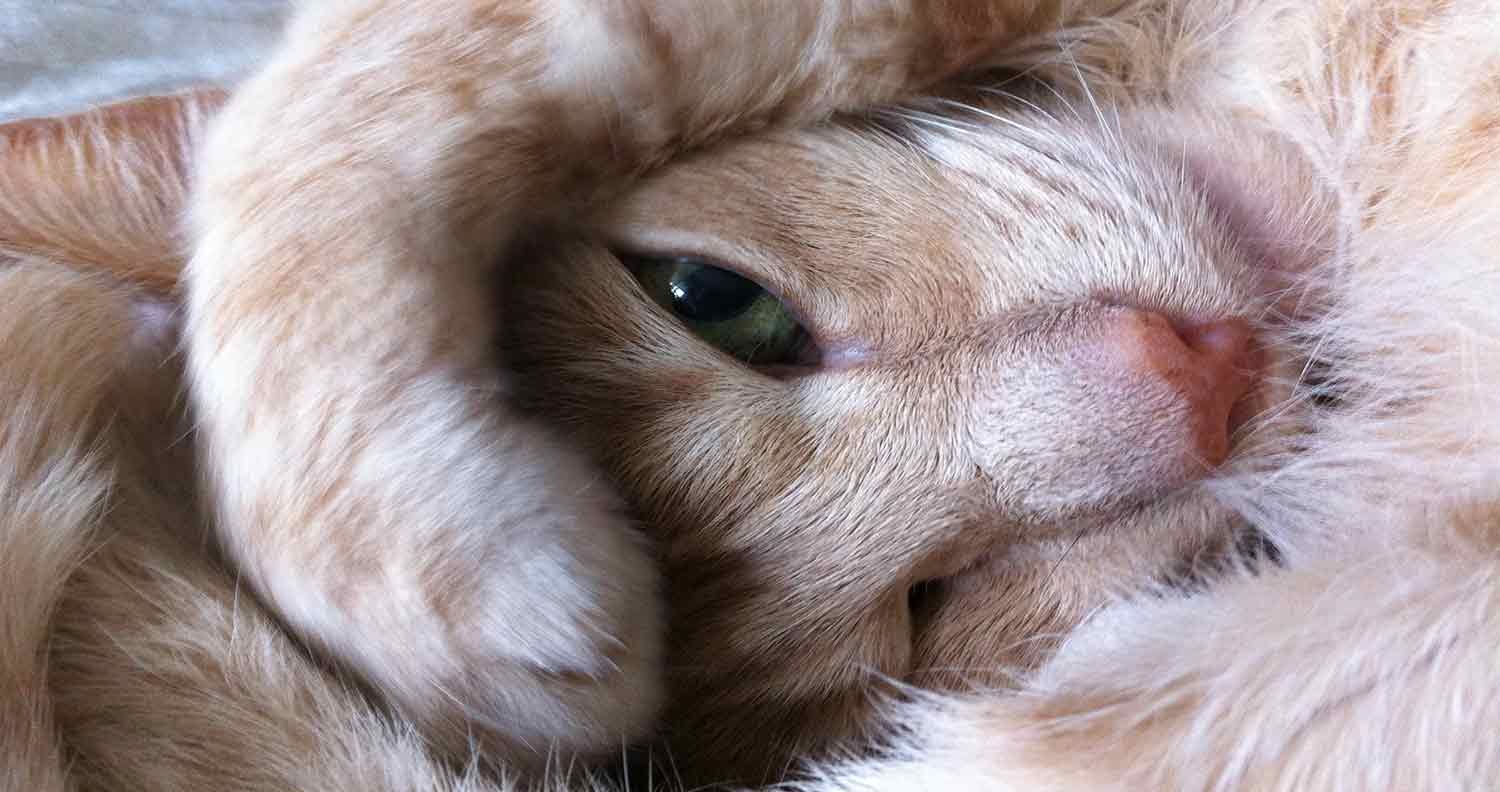 cat-covering-eyes cat covering eyes