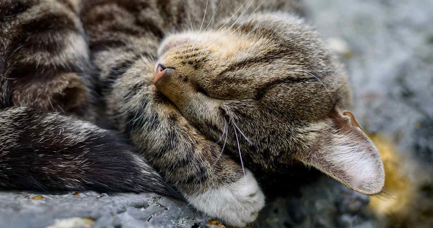 why-does-my-cat-cover-her-face-when-she-sleeps why does my cat cover her face when she sleeps