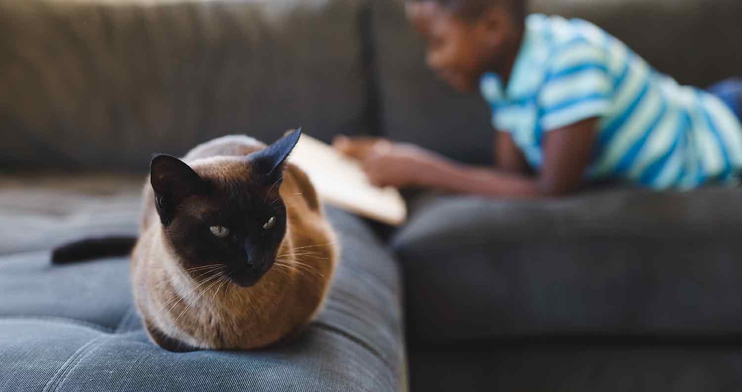 Best-cat-foods-for-gassy-kittens Best cat foods for gassy kittens