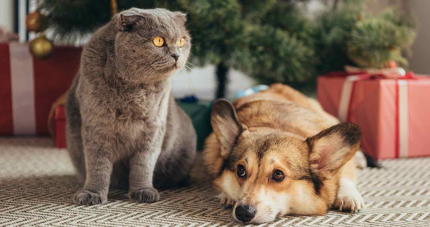 Cat-gas-remedy Cat gas remedy