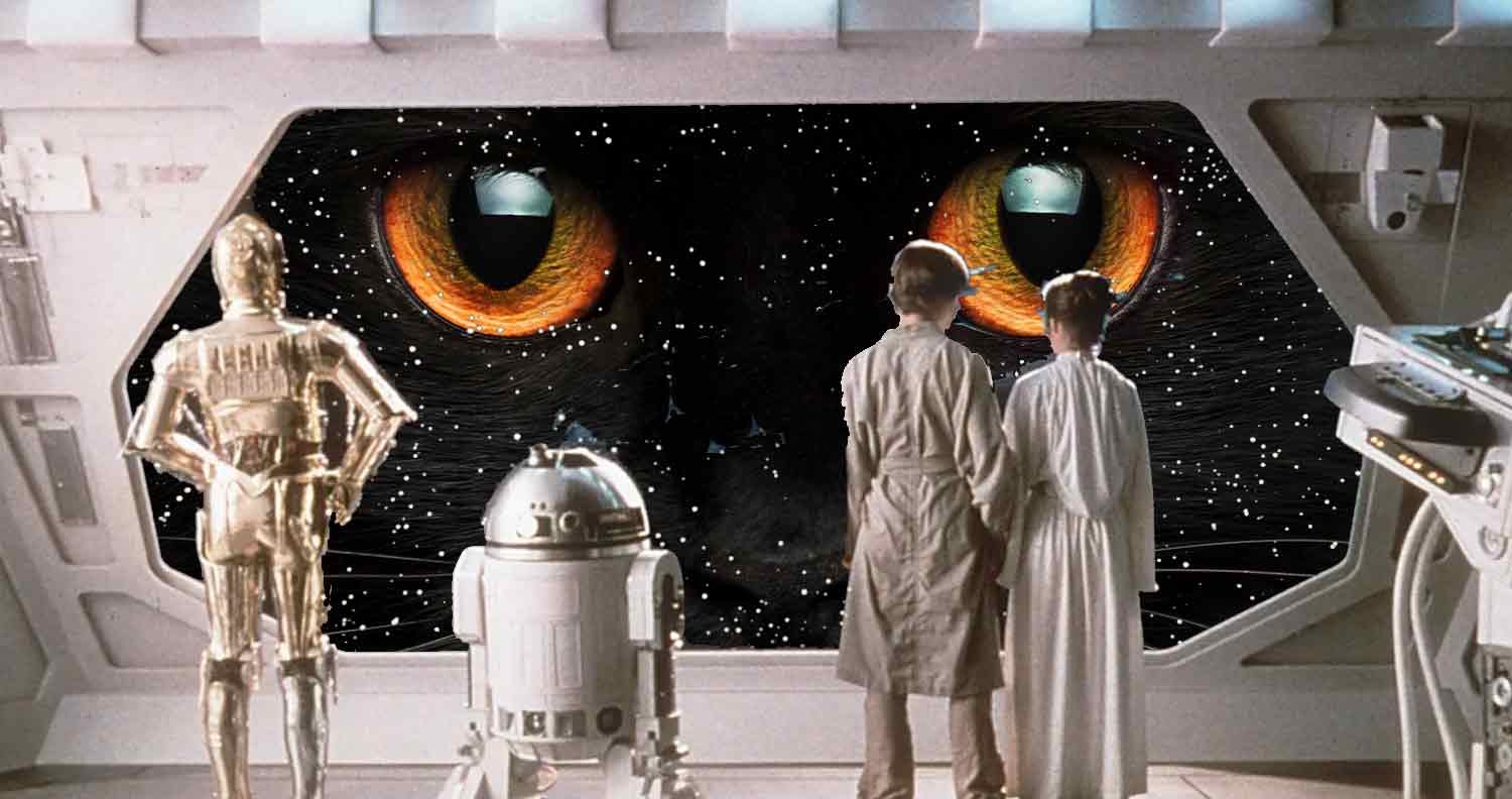 Star-wars-names-for-cats Star wars names for cats