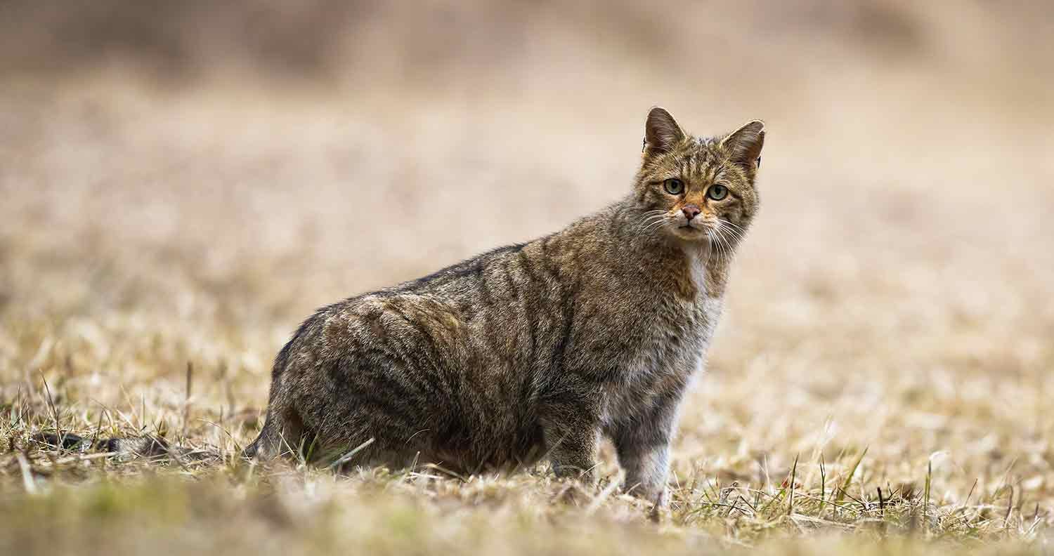 best-cat-food-to-prevent-vomiting best cat food to prevent vomiting