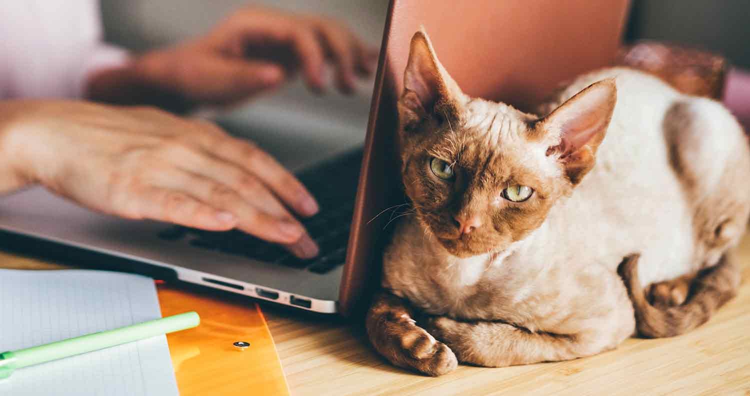 best-food-for-cats-that-vomit best food for cats that vomit