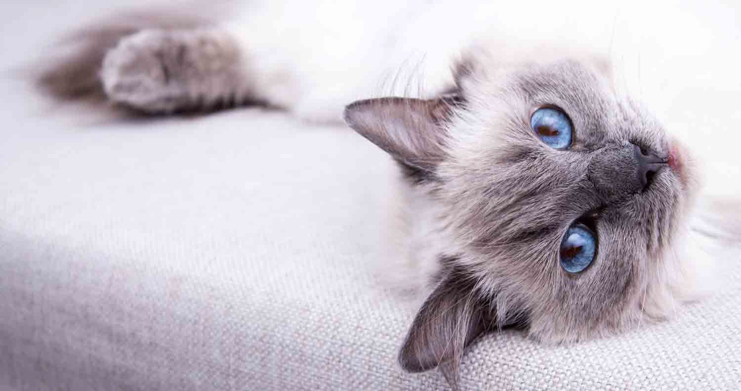cat breeds with blue eyes cat breeds with blue eyes