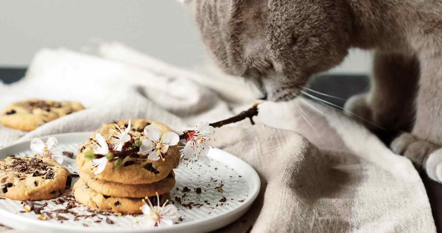 cat-food-for-cats-that-throw-up cat food for cats that throw up