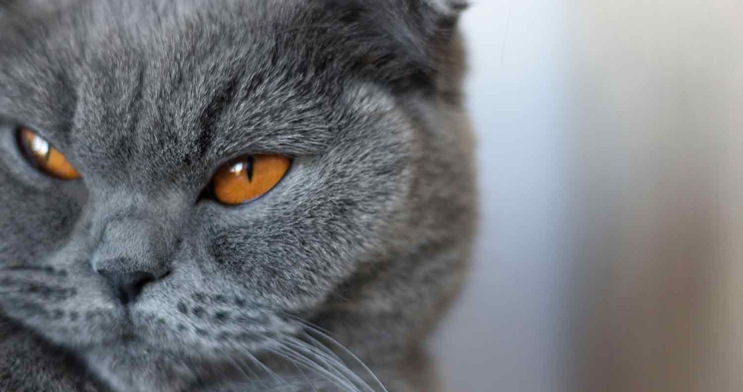 hermione-cat-name hermione cat name