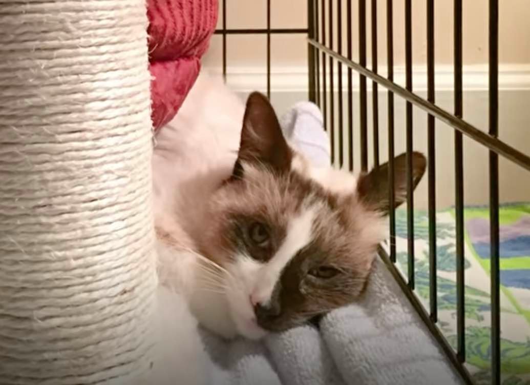 cat in cage cat in cage