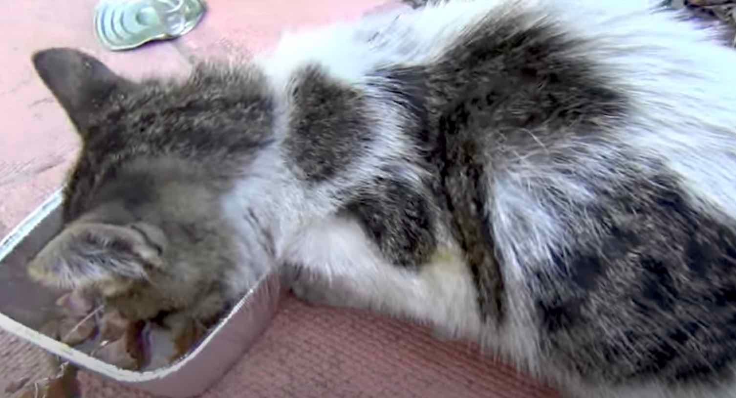 dirty kitten-1 dirty kitten-1