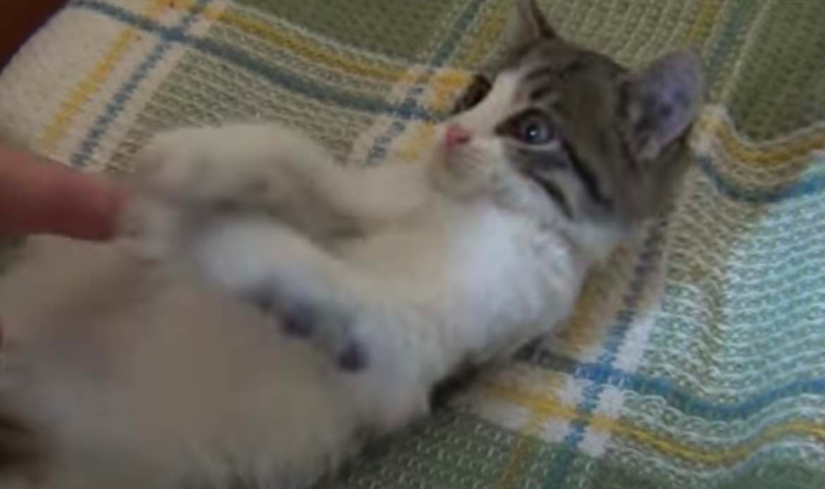 dirty kitten -3 dirty kitten -3