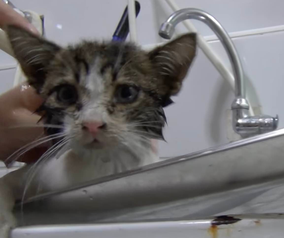 dirty kitten -4 dirty kitten -4