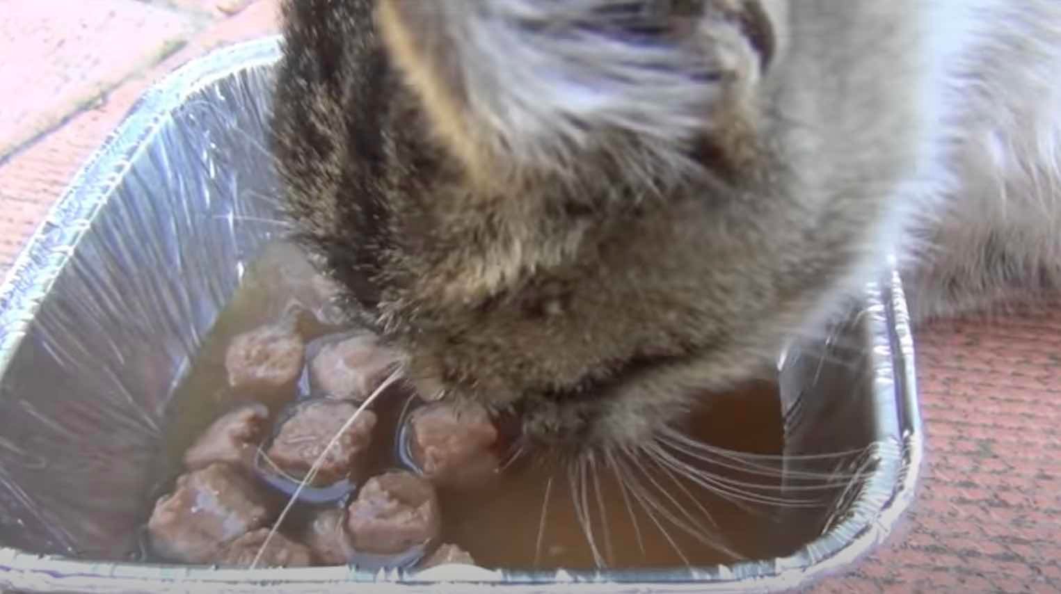 dirty kitten -5 dirty kitten -5