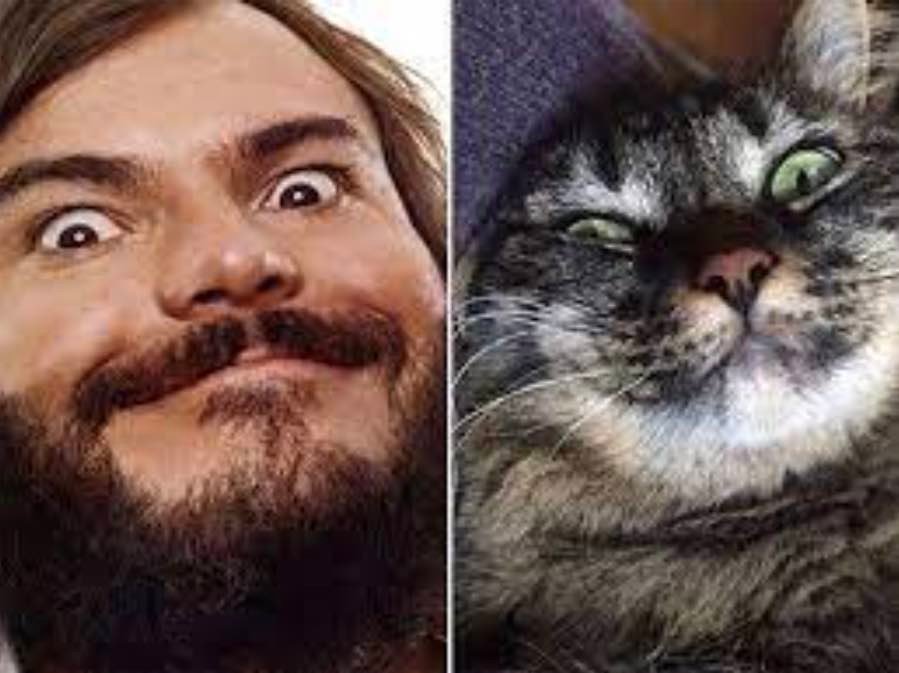 jack black jack black
