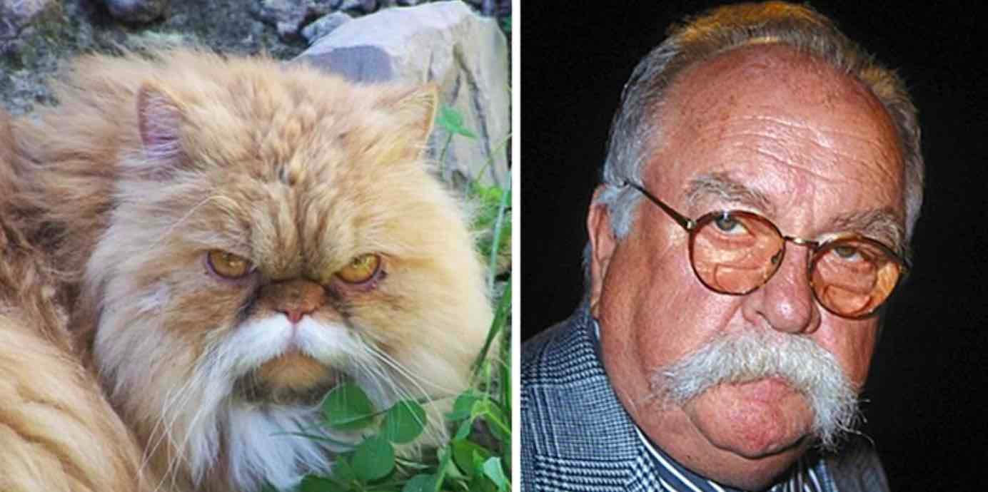 wilfred bramble wilfred bramble