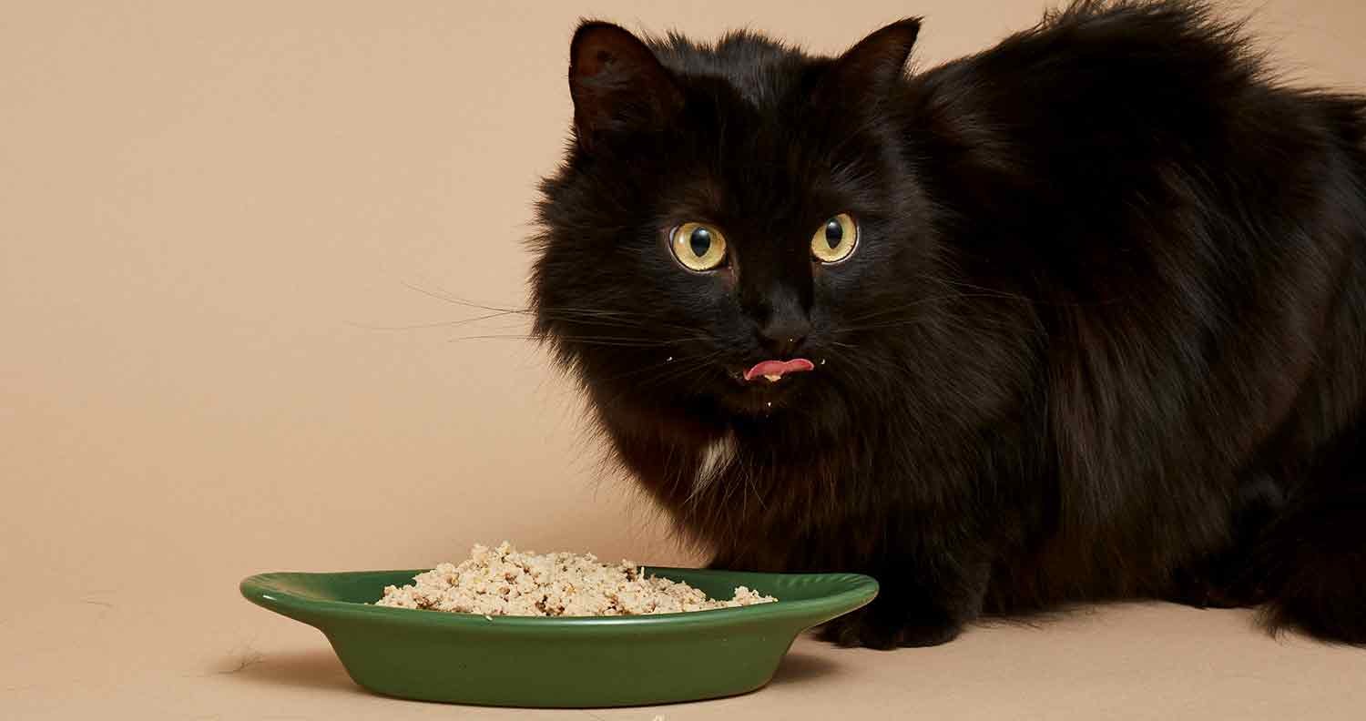 Smalls-for-cats smalls for cats