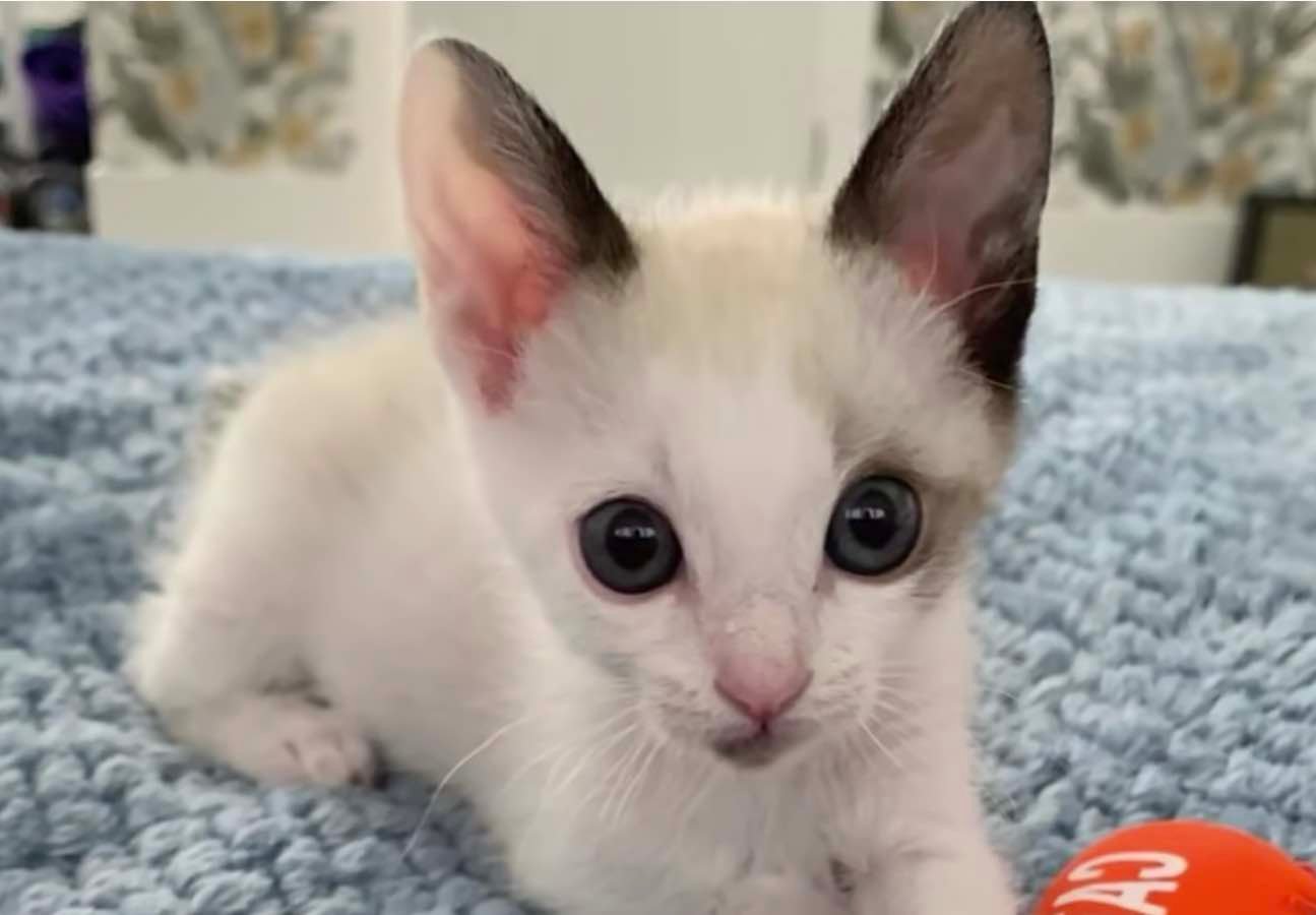 guinness big eyes
