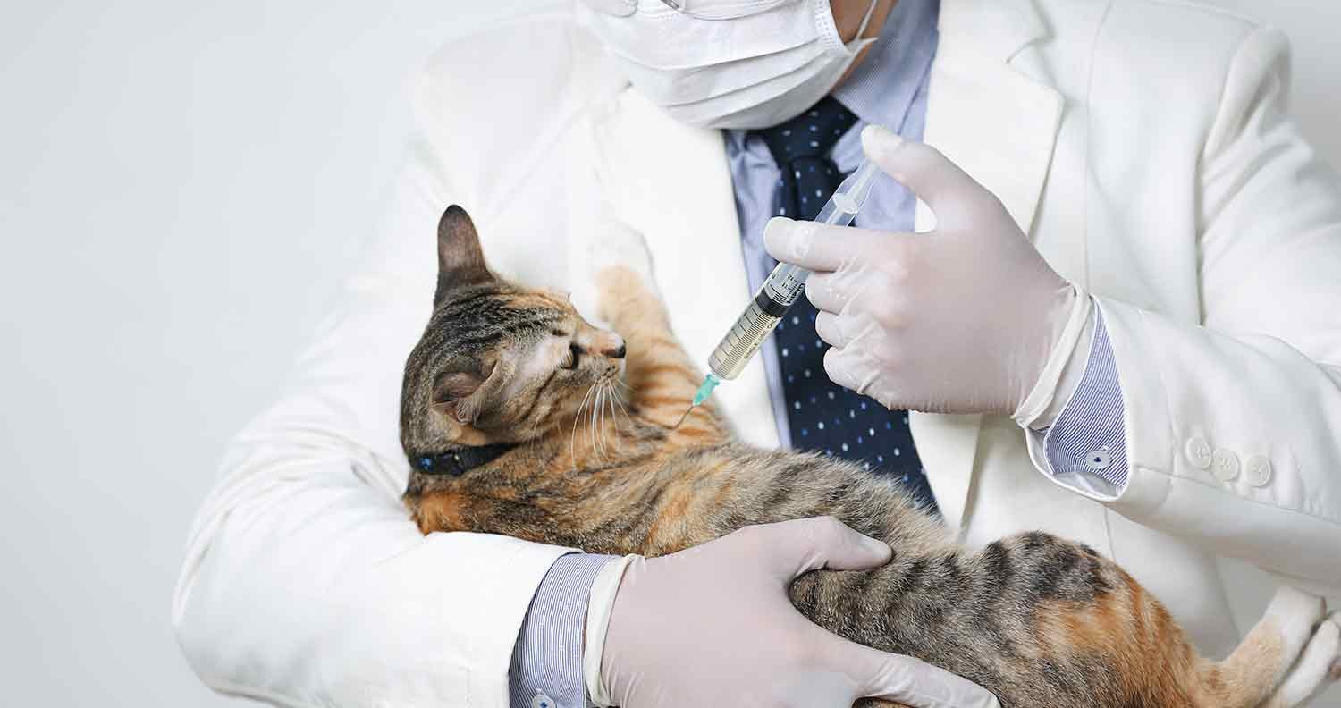 Buprenorphine-Dosage-for-Cats Buprenorphine Dosage for Cats