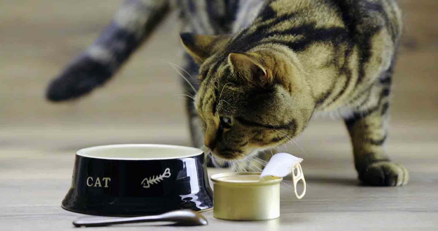 Cat-food-for-low-iodine Cat-food-for-low-iodine