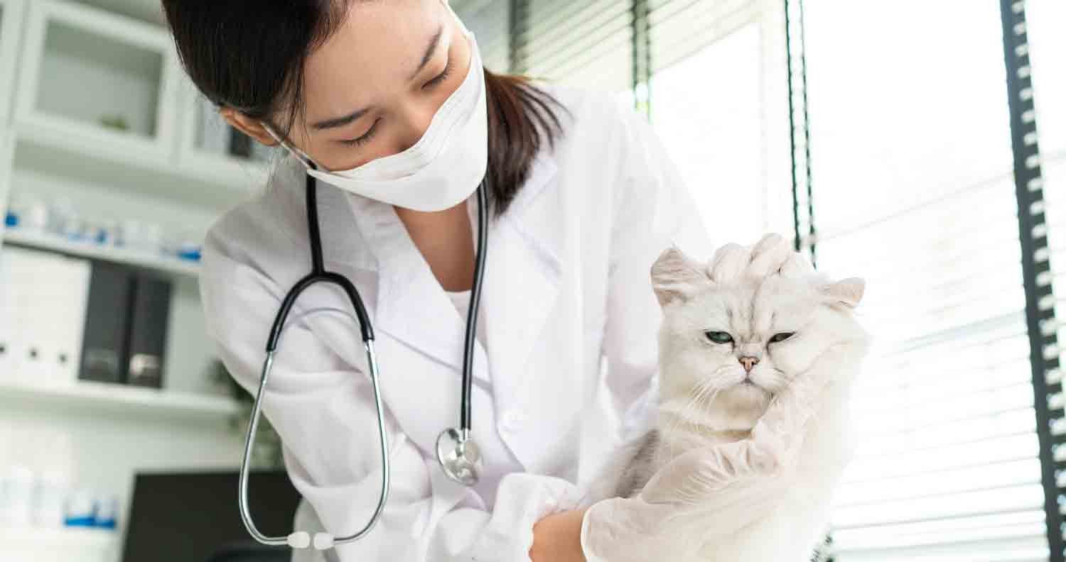 Cat-food-for-thyroid Cat-food-for-thyroid