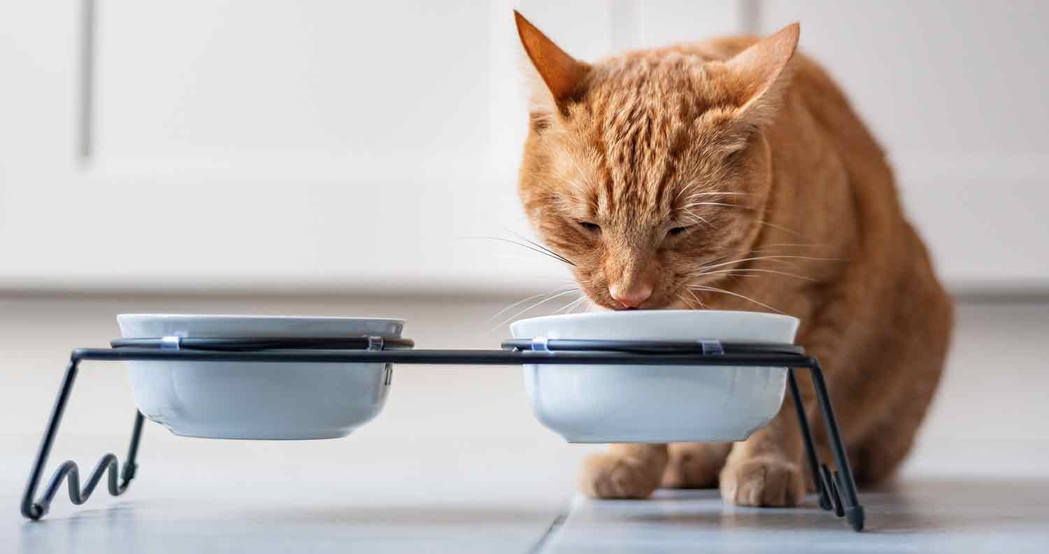 best-dry-cat-food-for-IBD best dry cat food for IBD