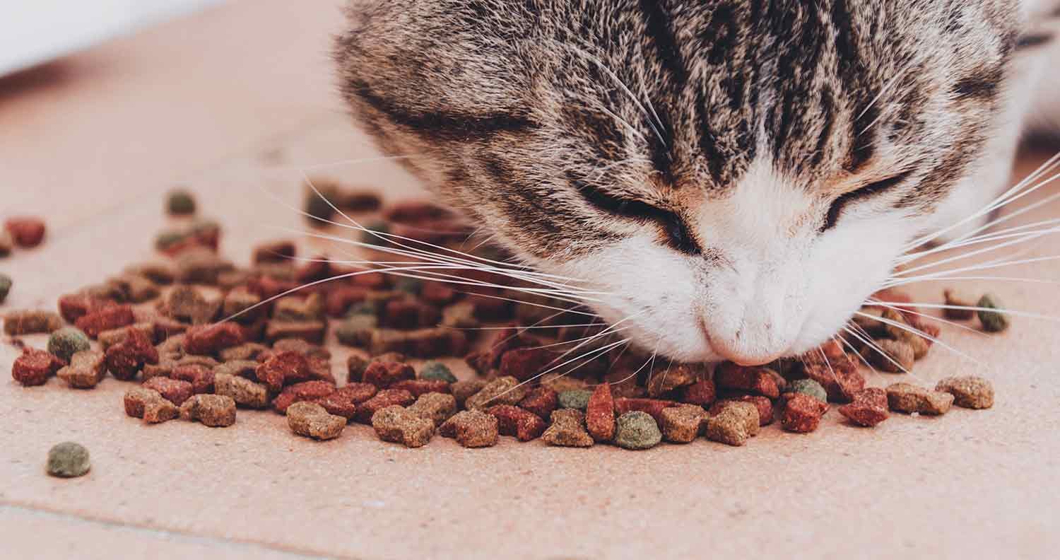 best-food-for-cats-with-IBD best food for cats with IBD