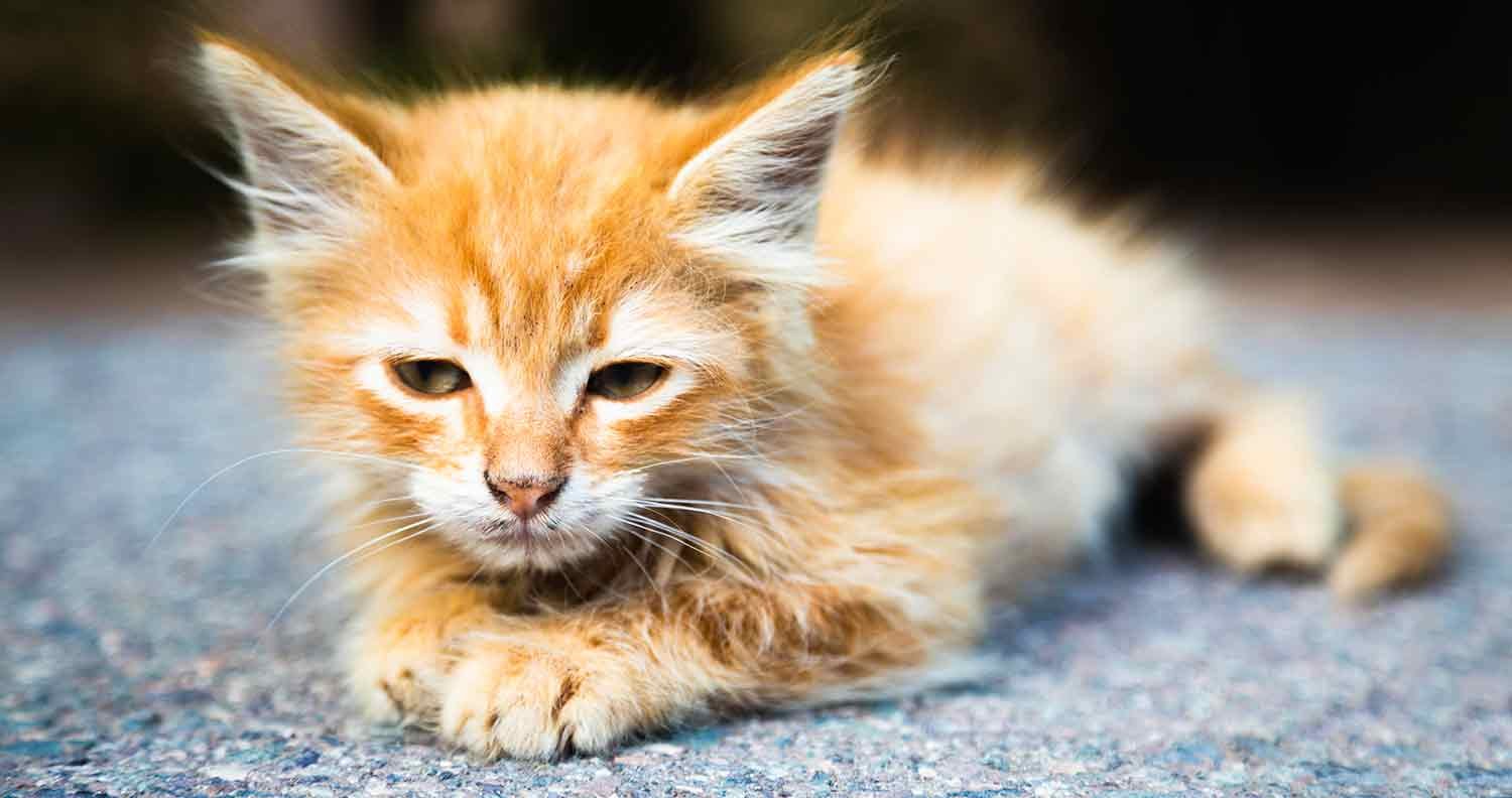 best-wet-cat-food-for-IBD best wet cat food for IBD