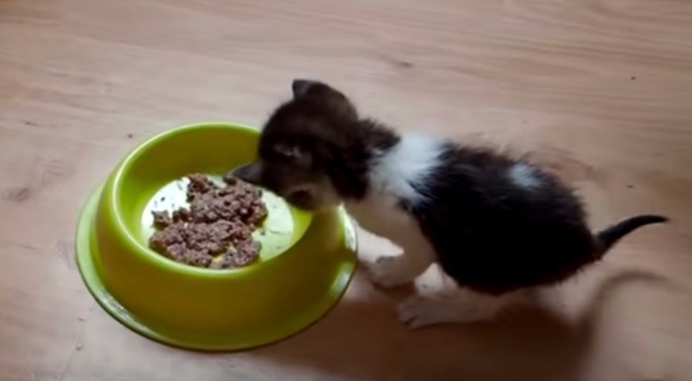 blind and sick kitten eating