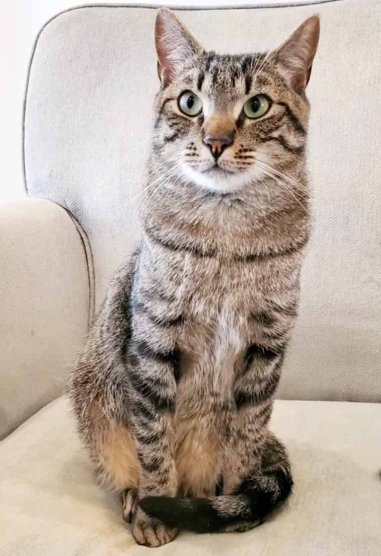 charlie kitten charlie kitten