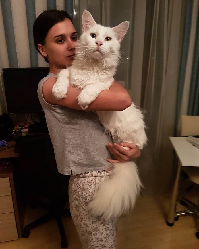 giant cat giant cat