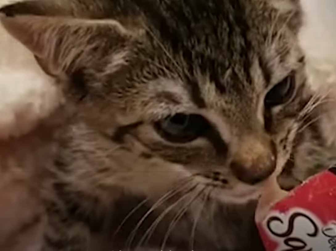 kitten feeding kitten feeding