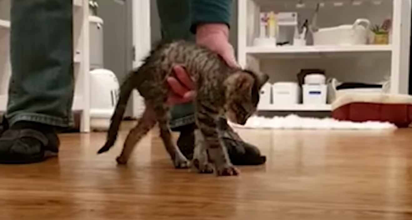 kitten surprises kitten surprises
